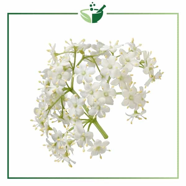 Elderflower Infused Oil